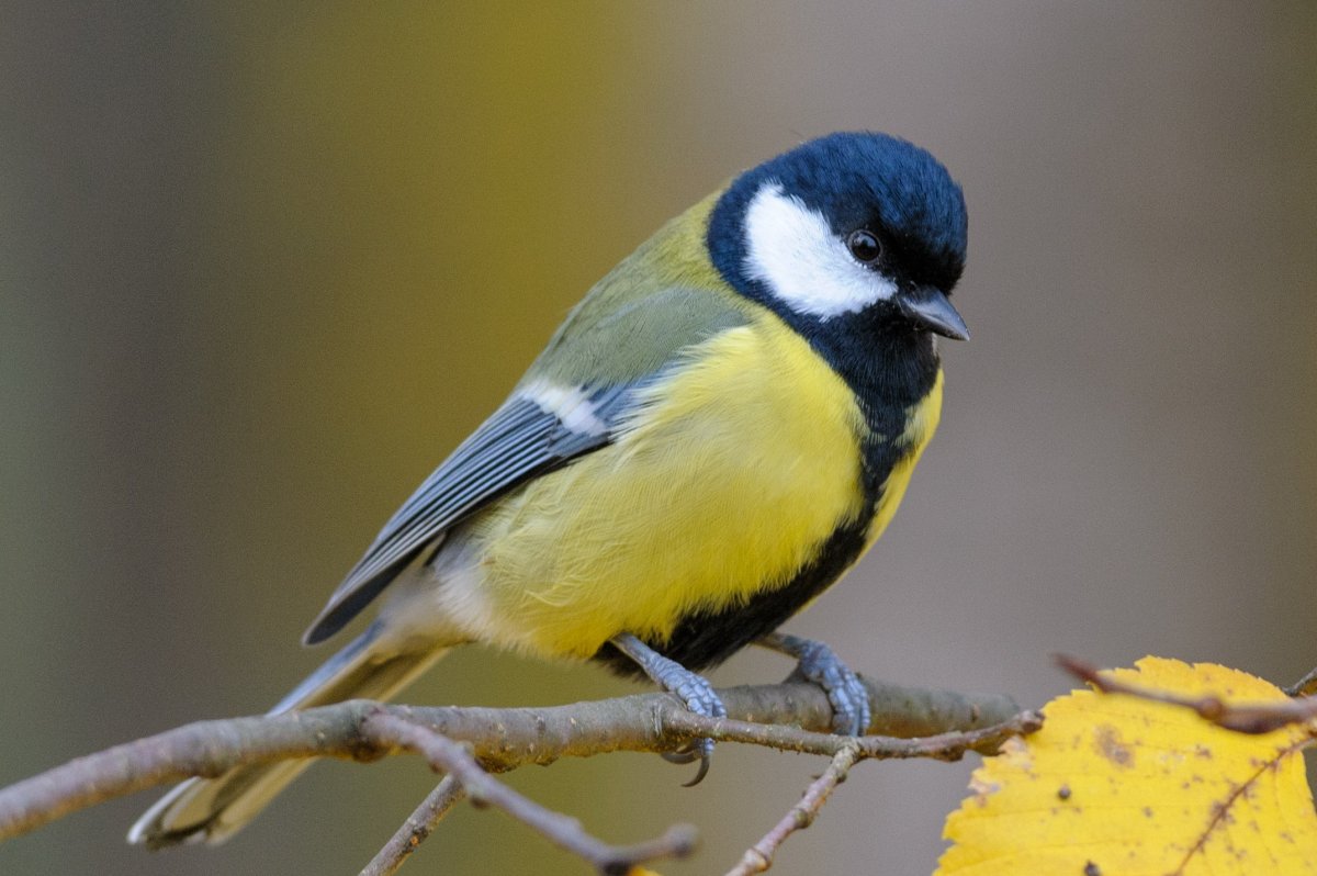 Агафий полухлебник