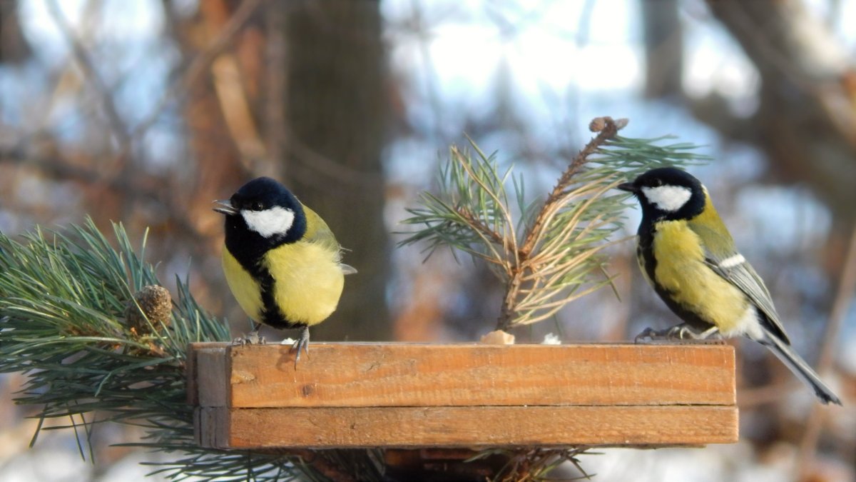 Март синички