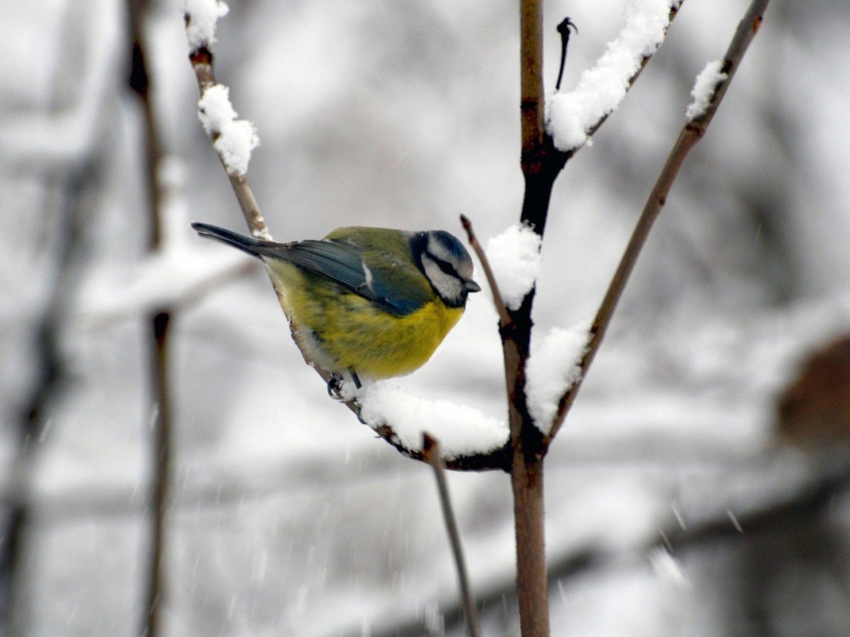 Синичка птица