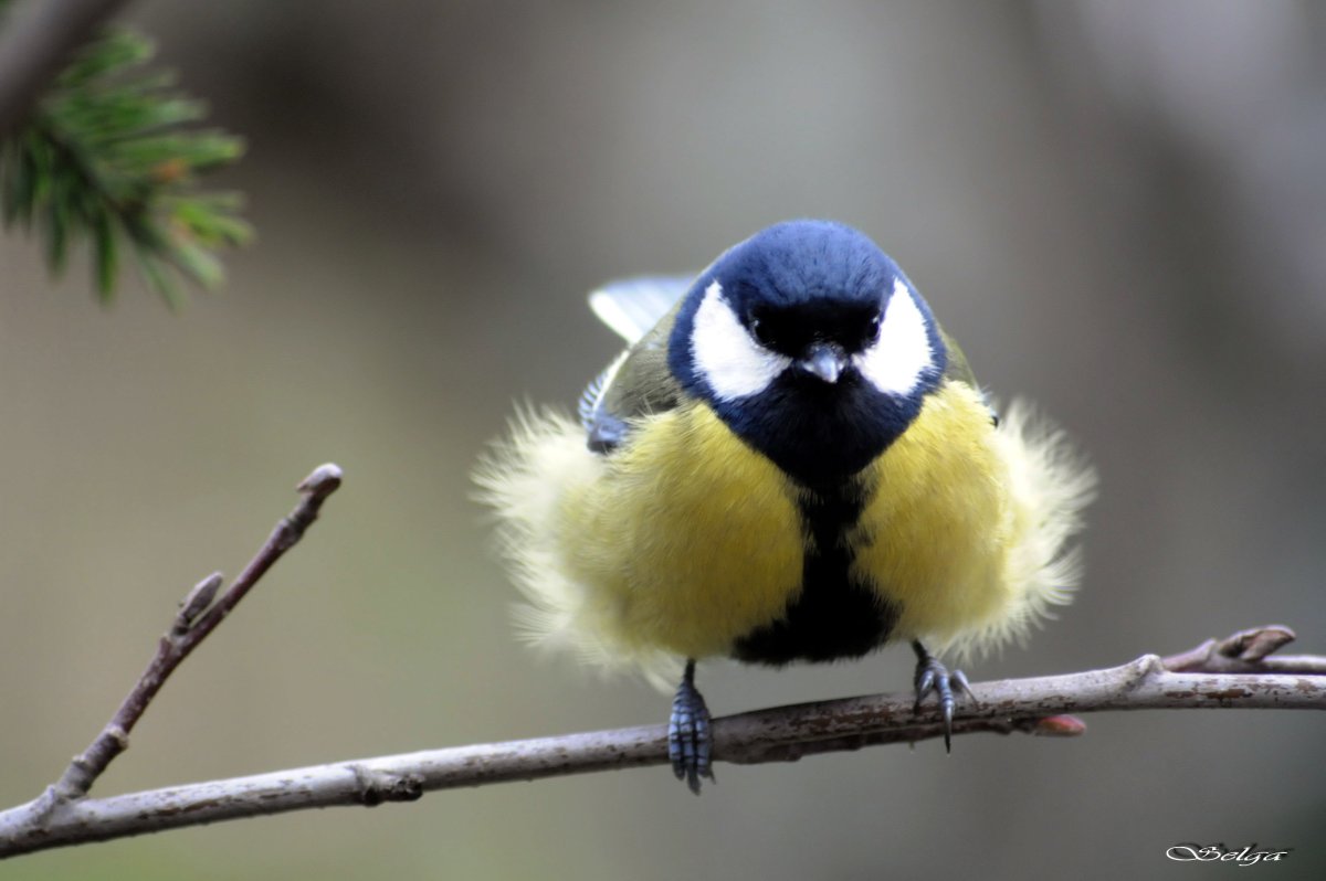 Синички на рябине зимой