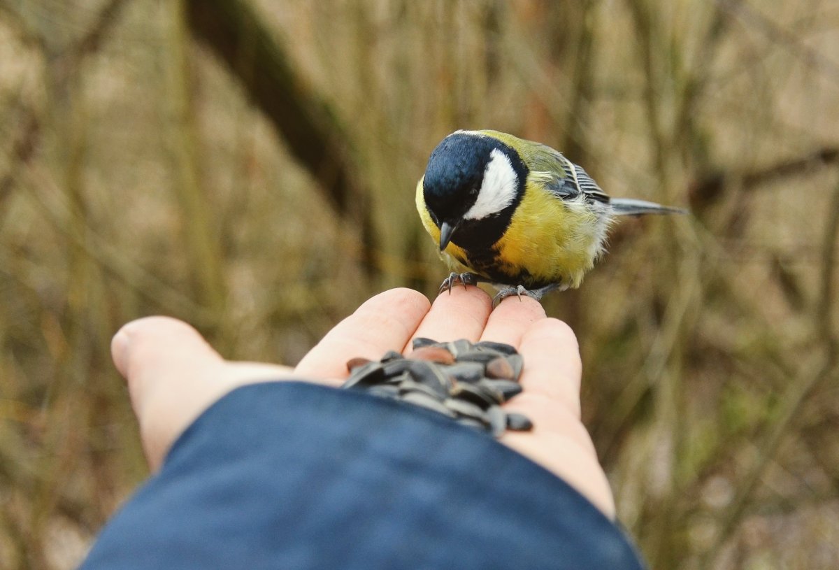 Синичкин день картинки