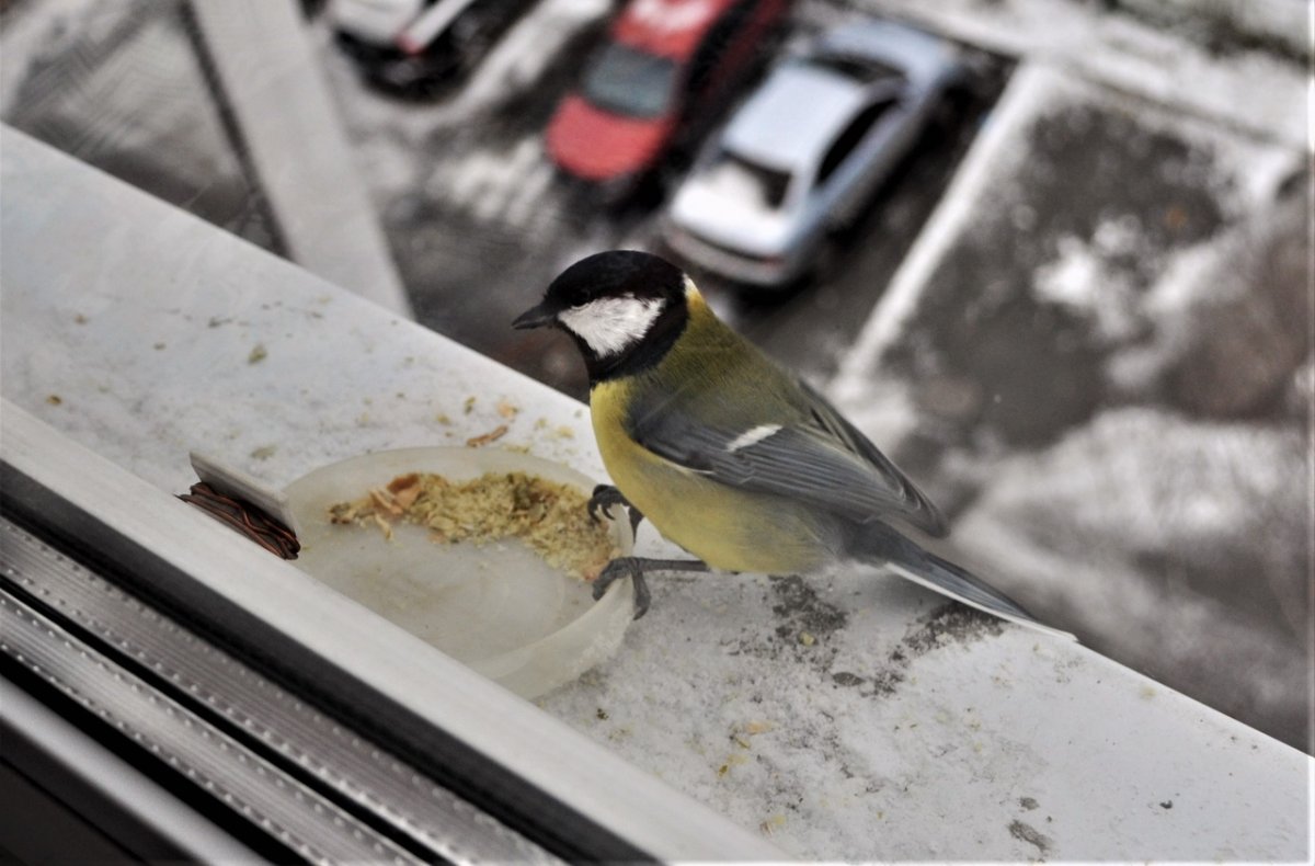 Синица лазоревка зимой