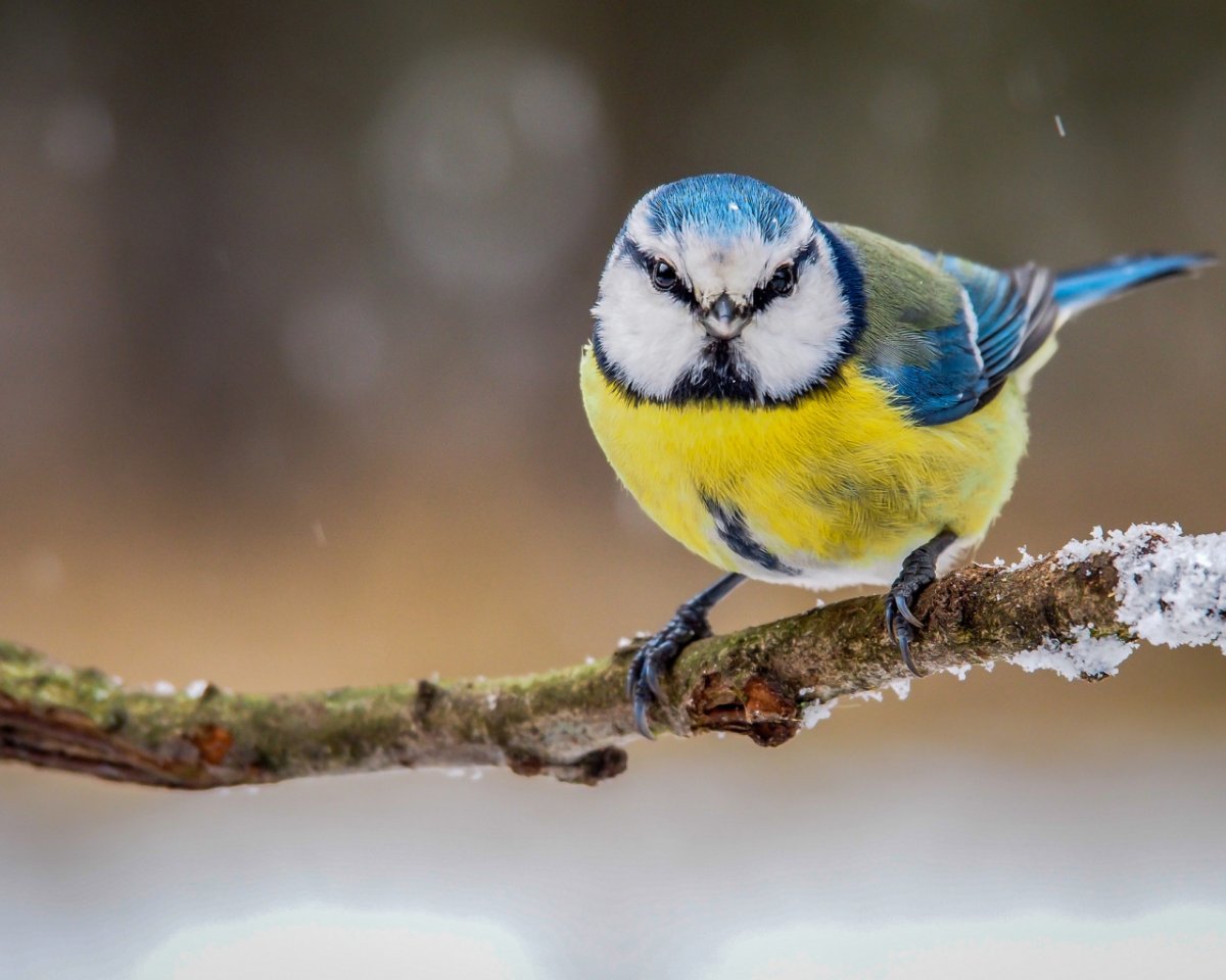 Большая синица и Лазаревка