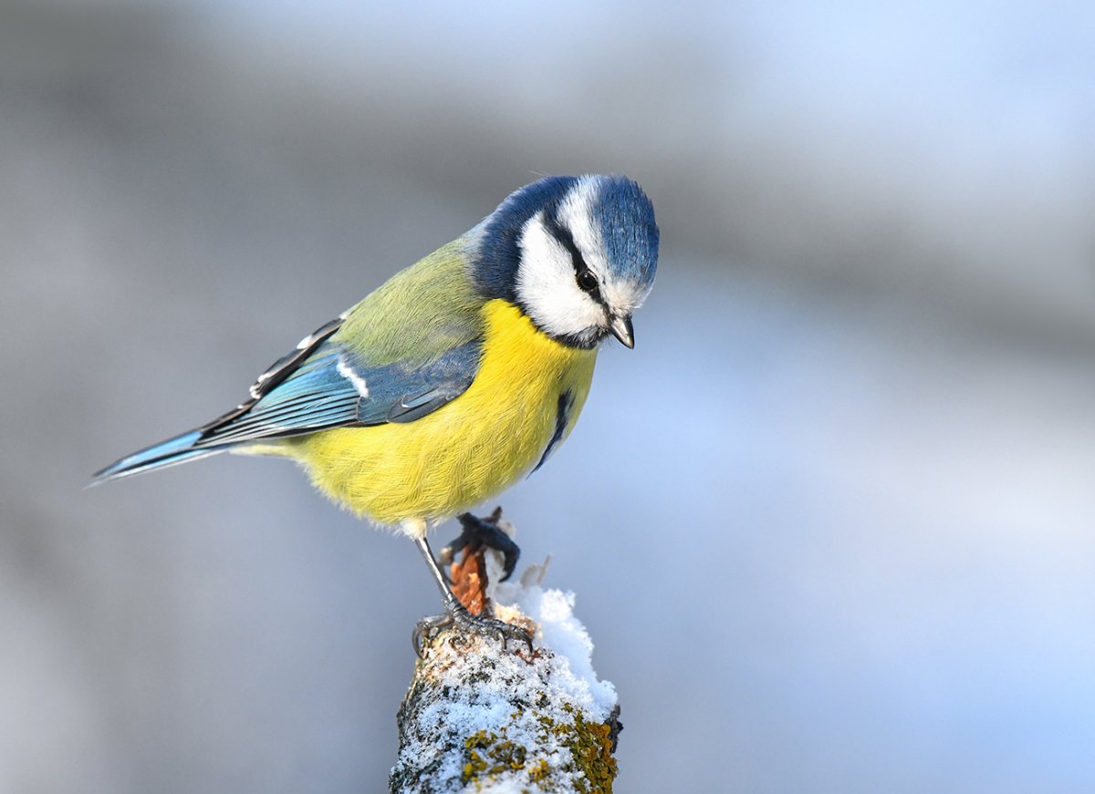 Лазоревка и большая синица