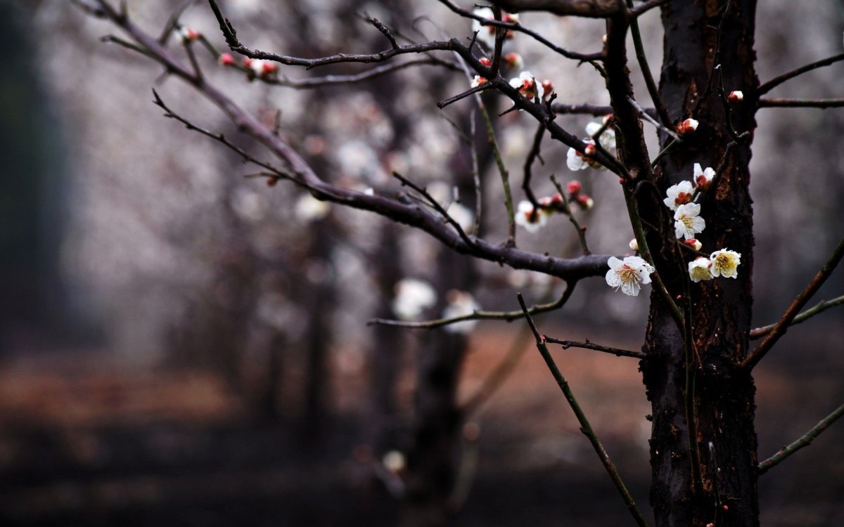 Ранняя Весна ветки