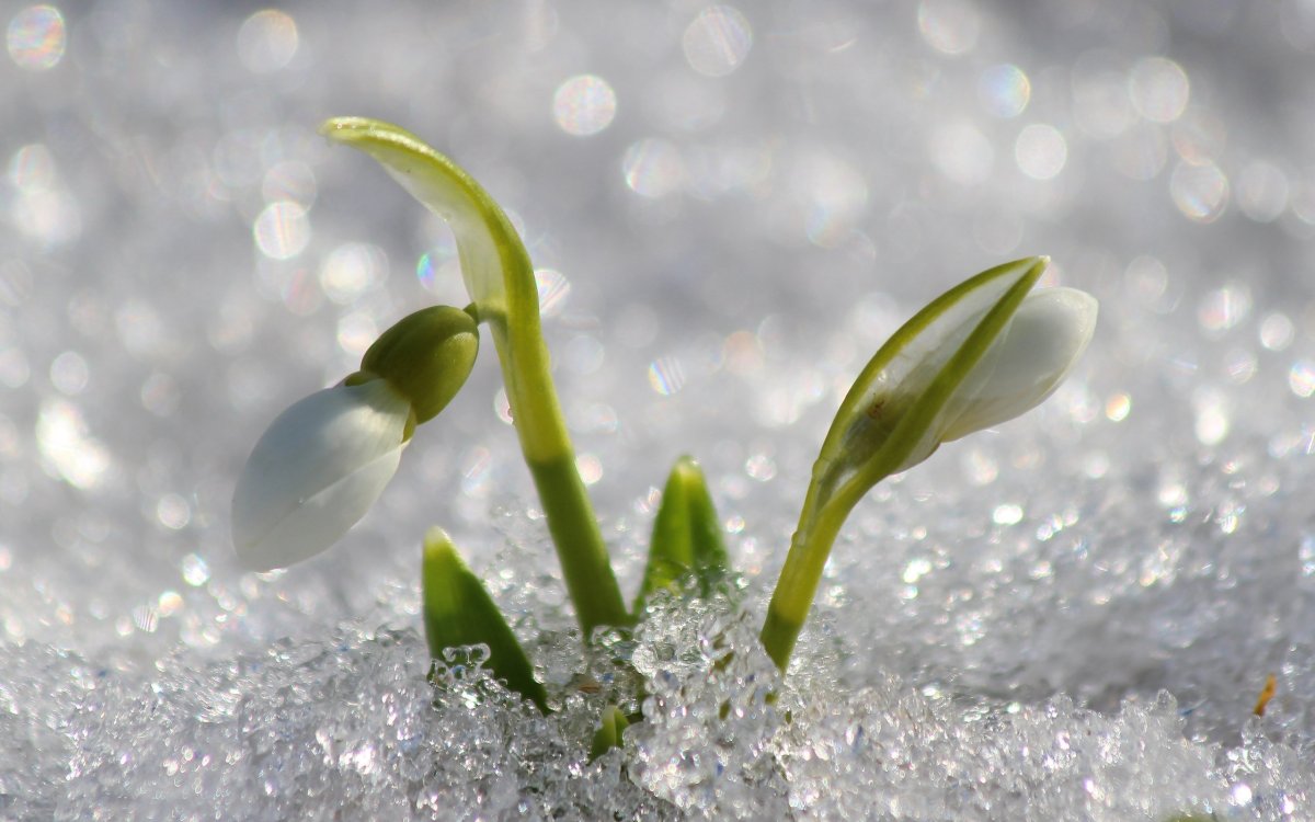 Подснежники Макросъемка