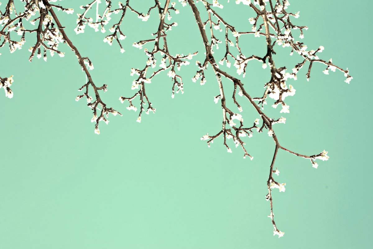 Весна ветки