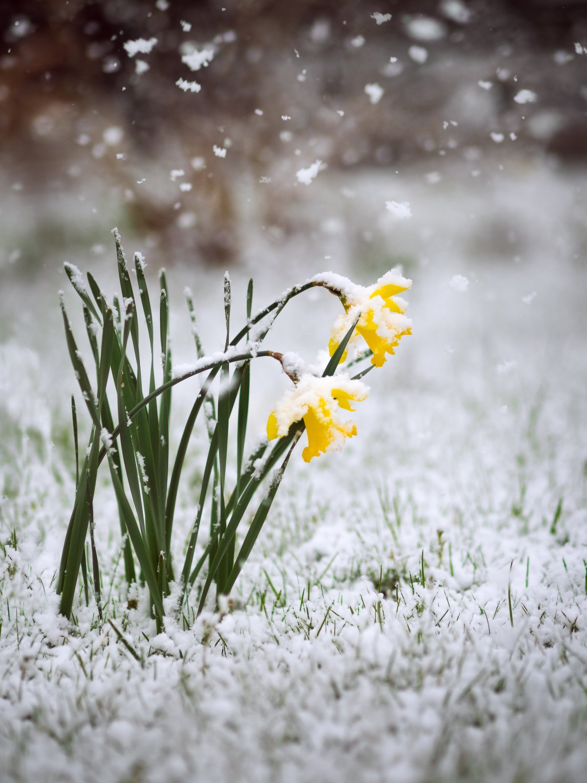 Ранняя Весна