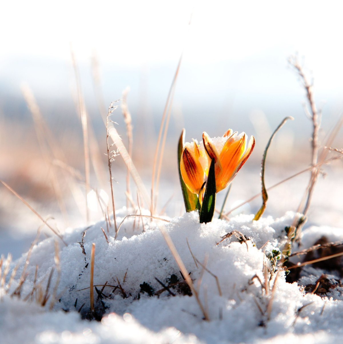 Пробуждение природы