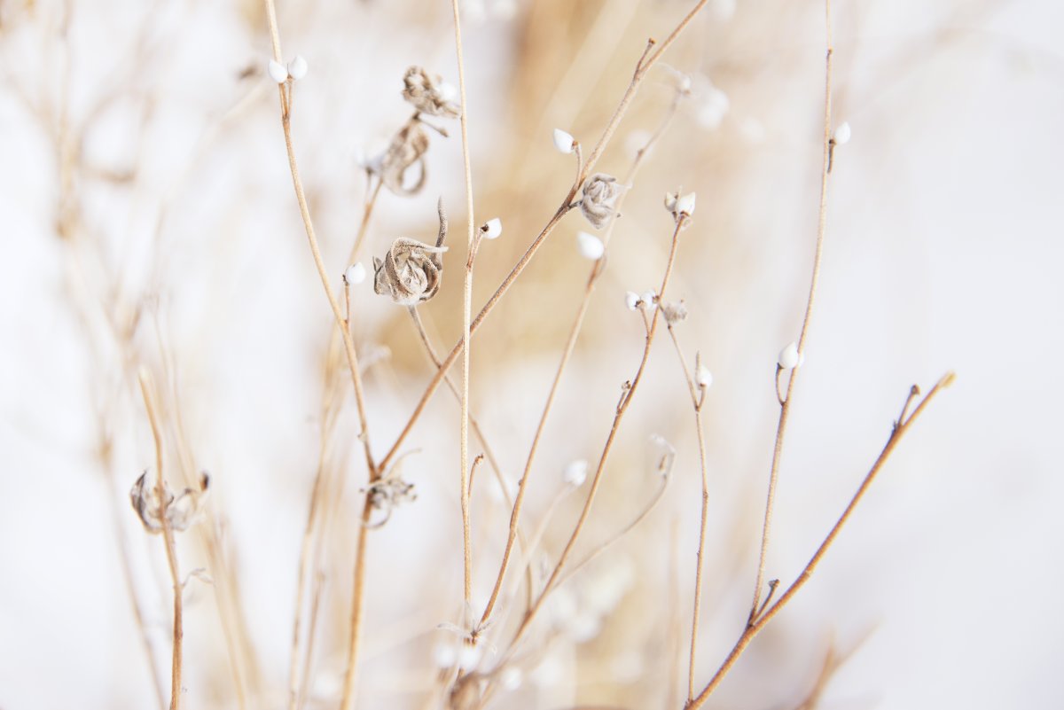 Веточка на бежевом фоне