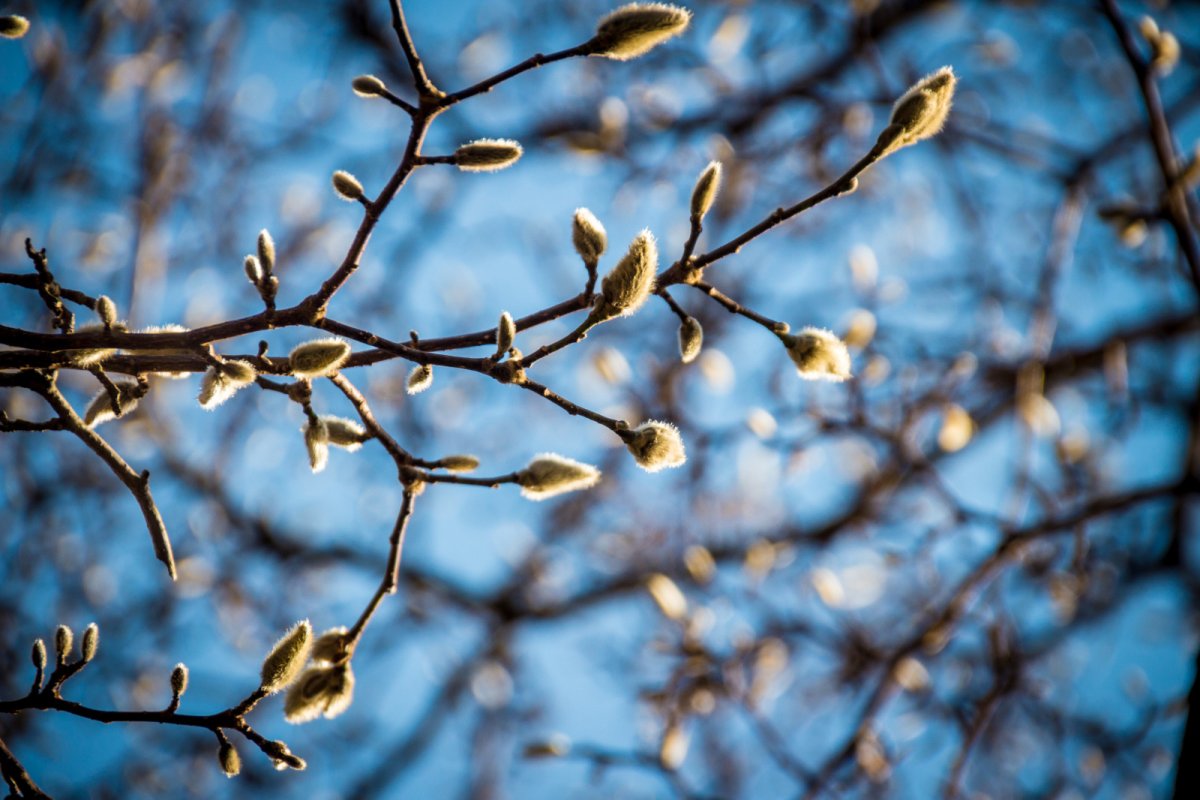 Почки на деревьях ранней весной
