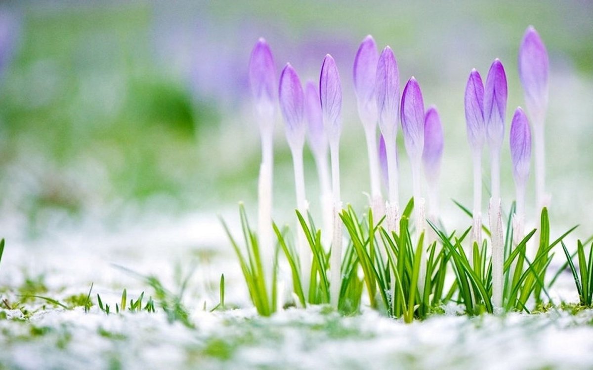 Начало весны фон