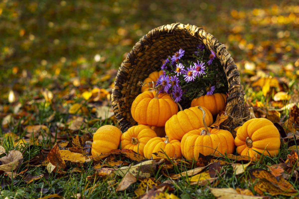 Осенний урожай