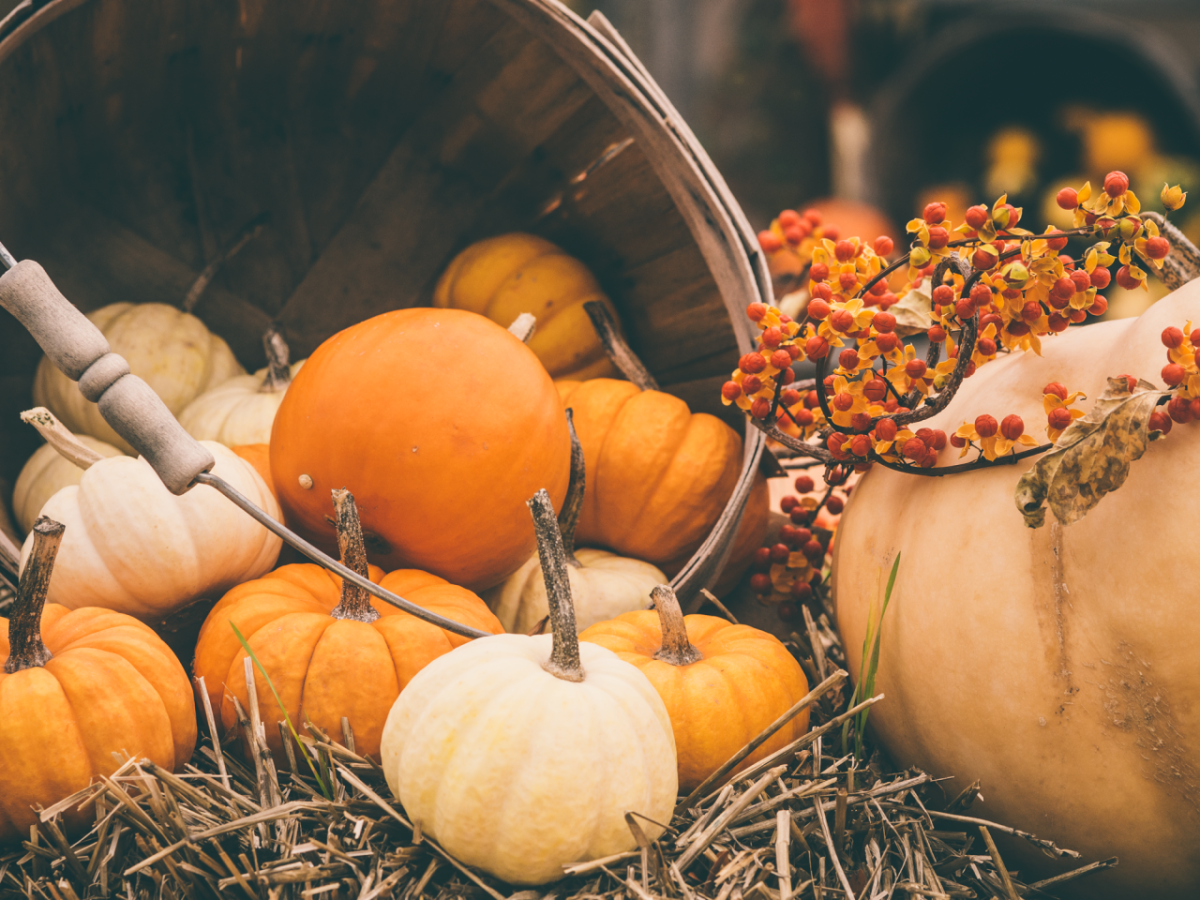 Осенний урожай