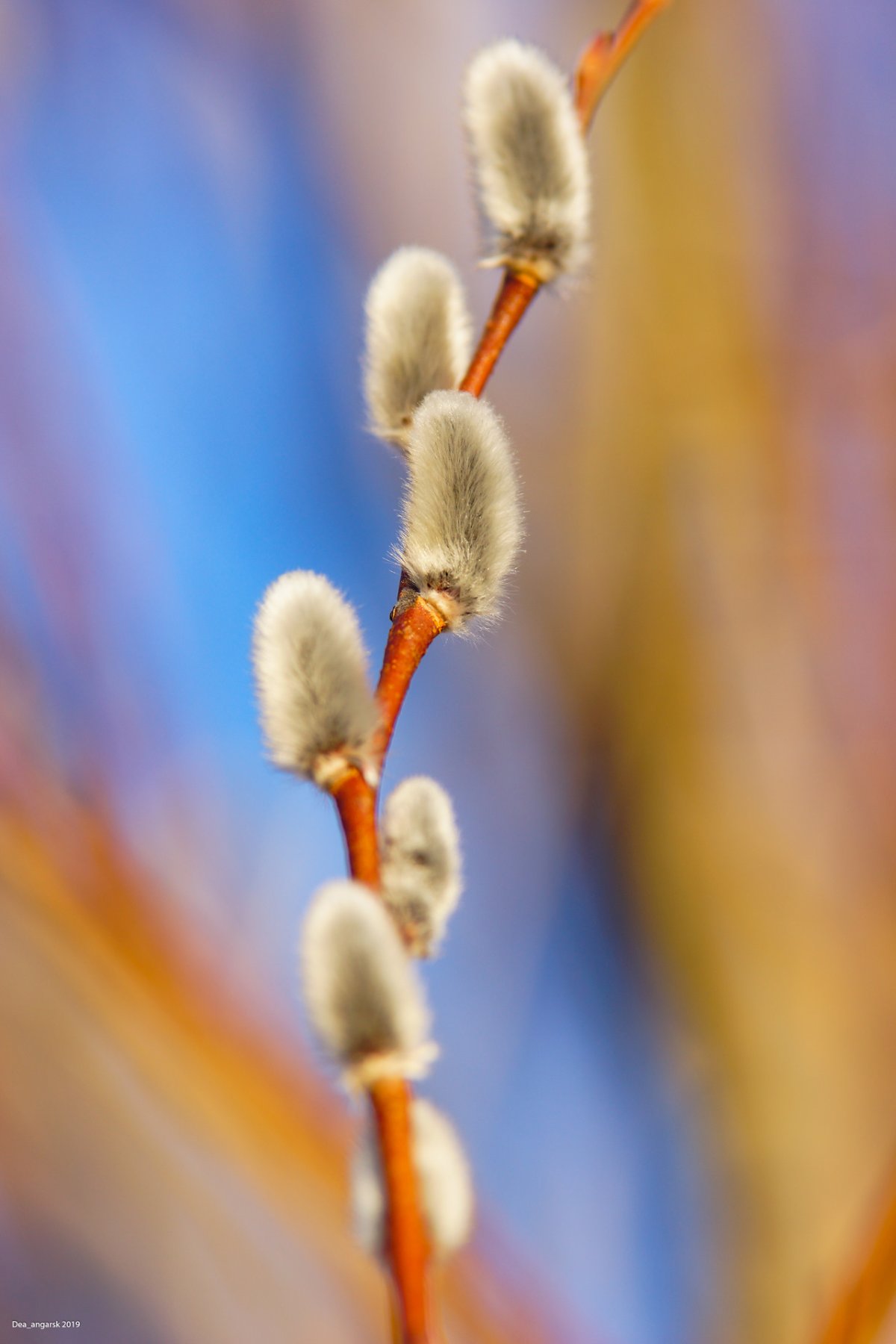 Веточка вербы