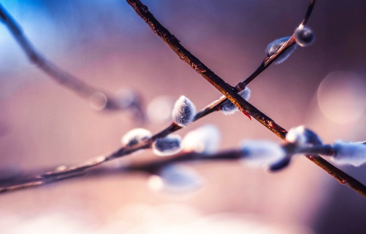 Весенние веточки макро