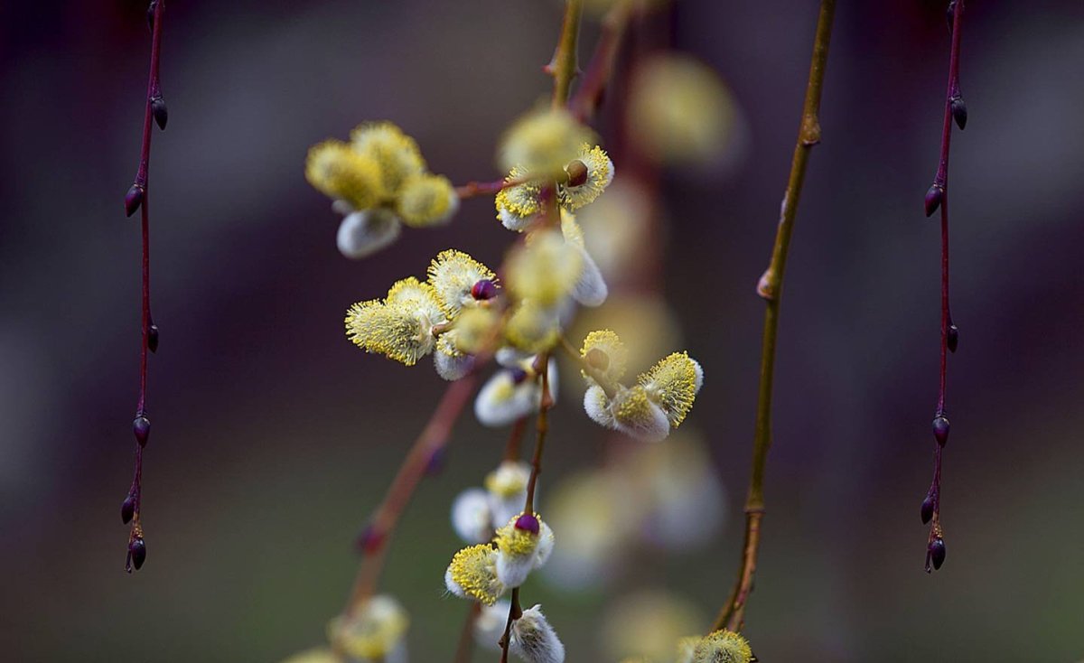 Золотая Верба