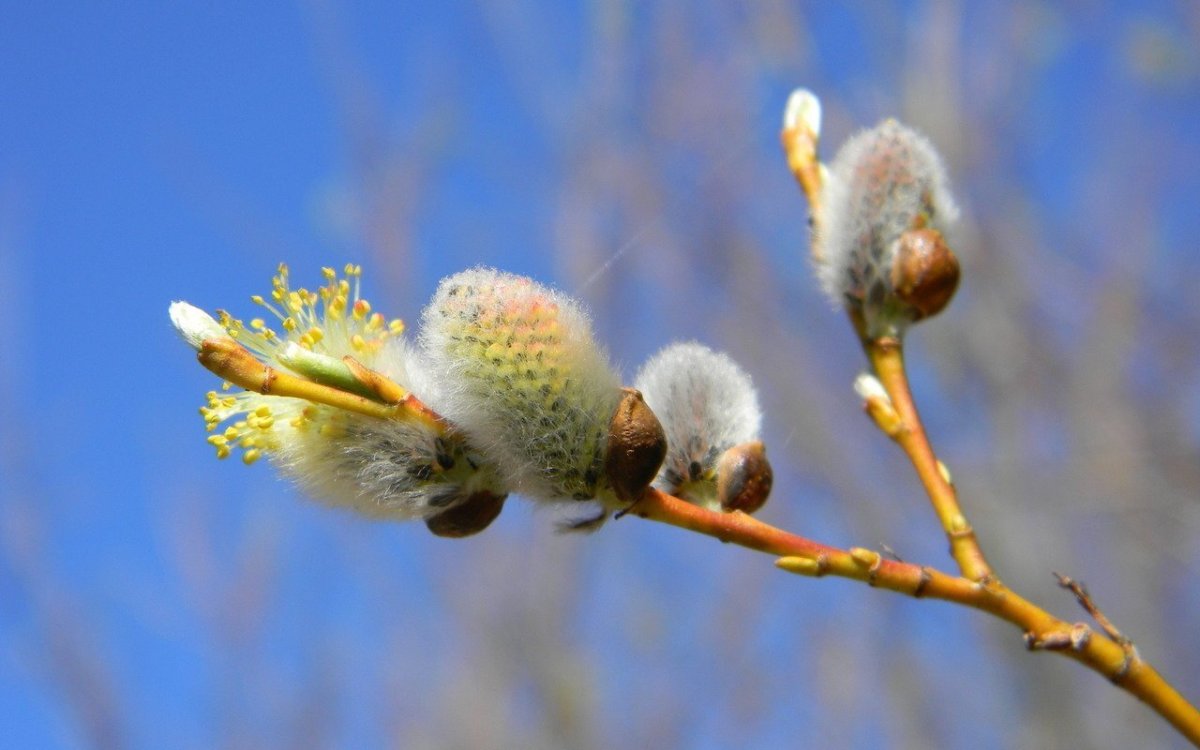 Верба фото дерева и листьев