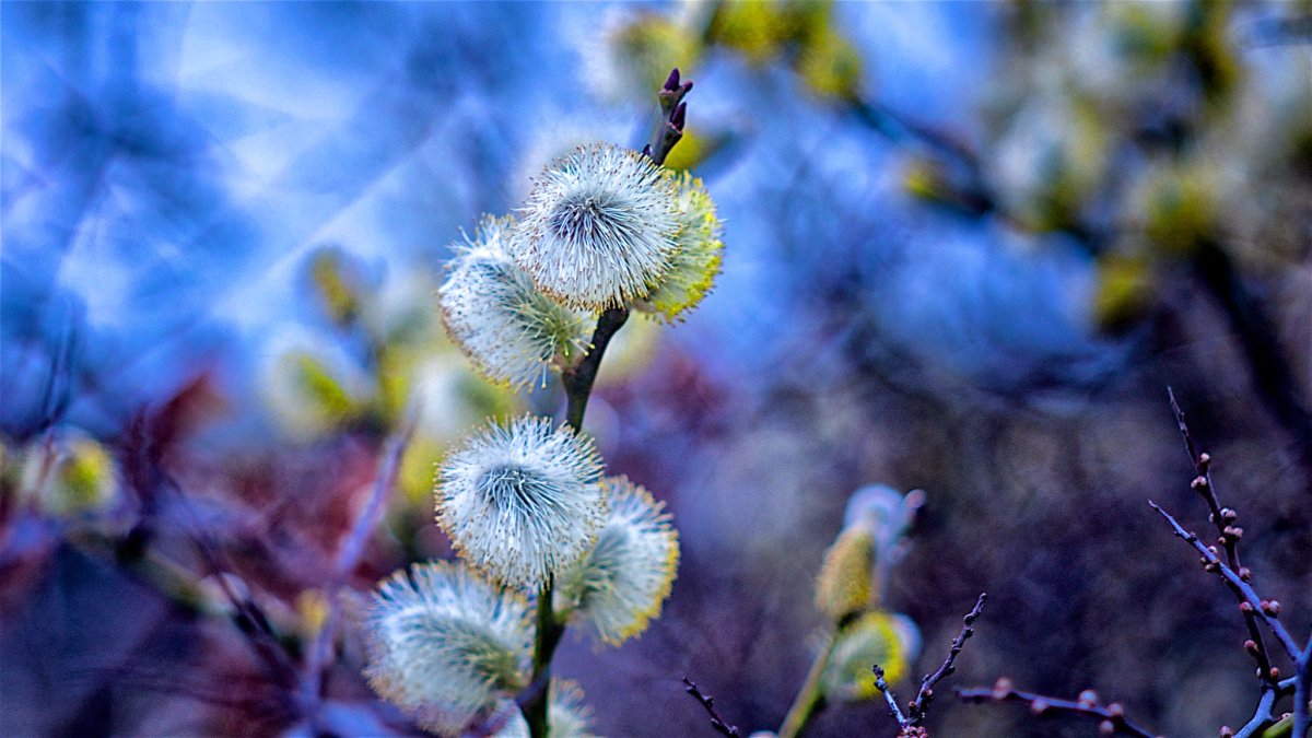 Верба макро