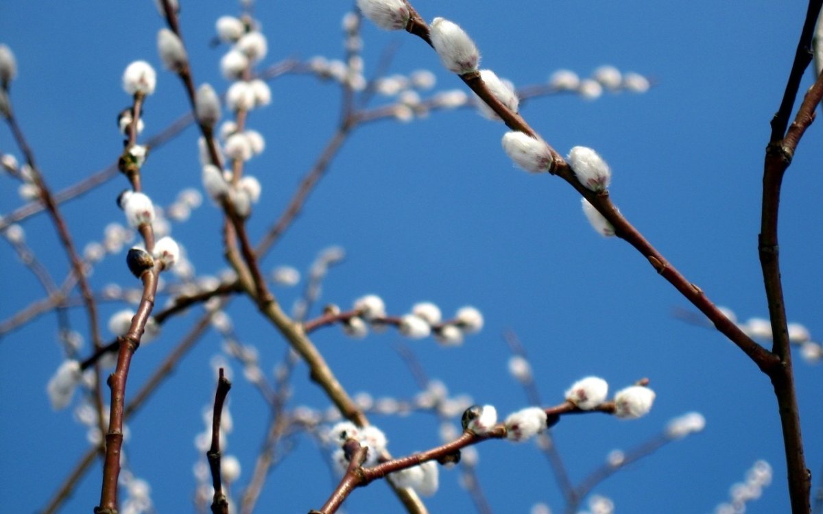 Верба ранней весной