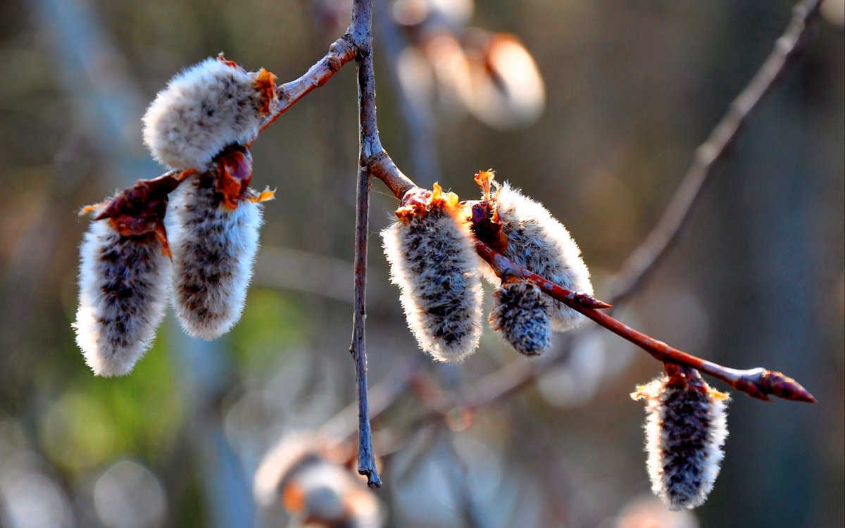 Верба зимой