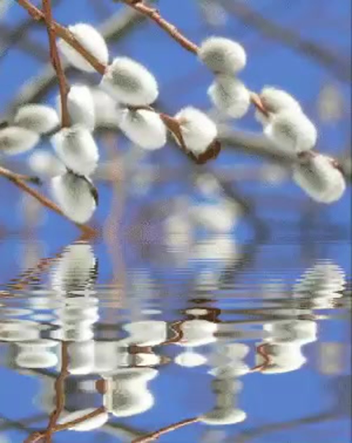 Анимационная Верба