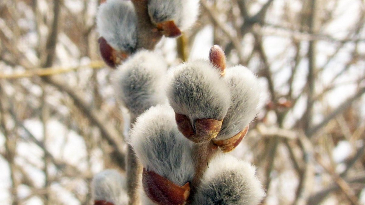 Верба в снегу