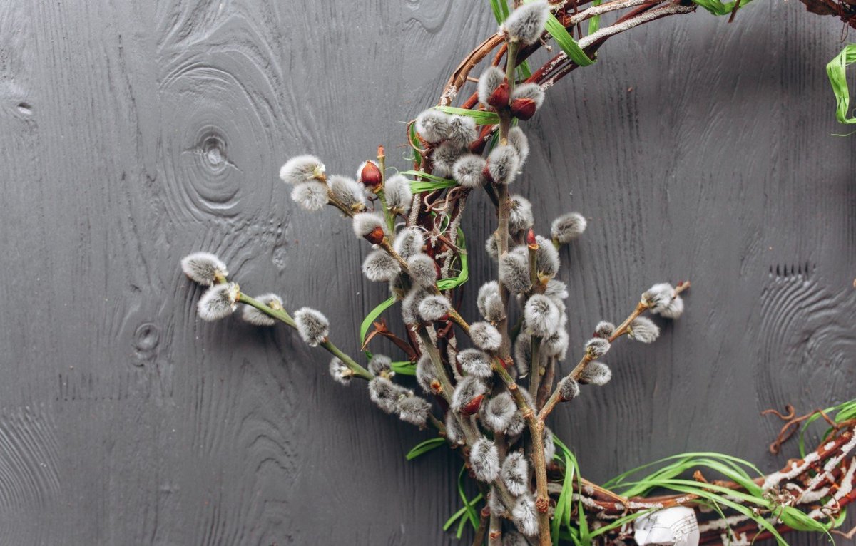 Весна Верба