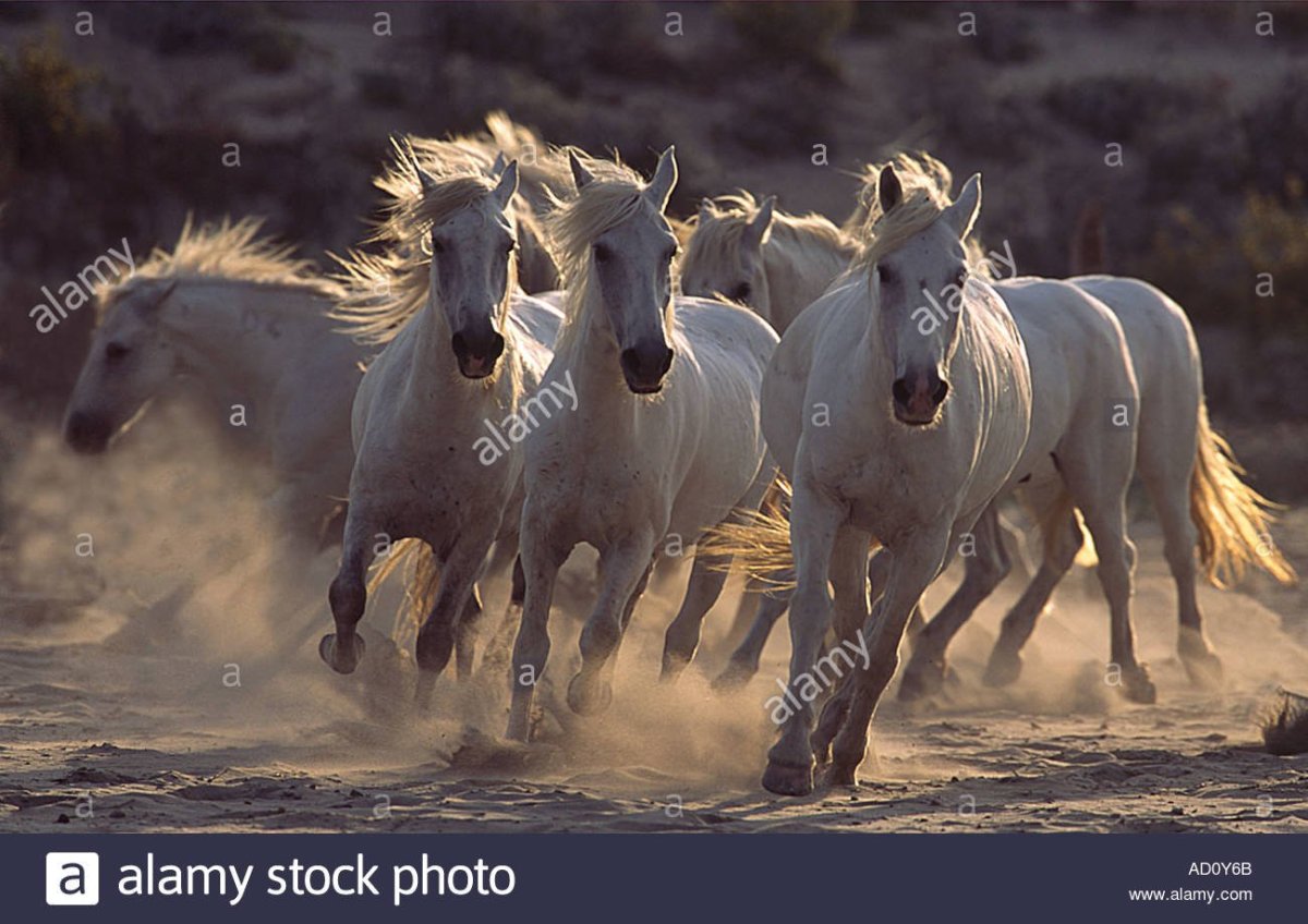 Табун лошадей