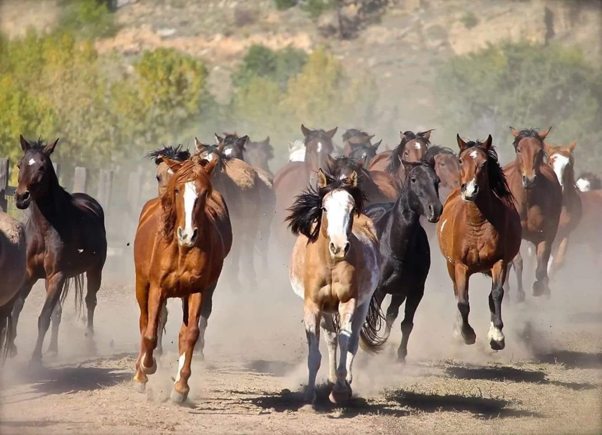 Стая лошадей