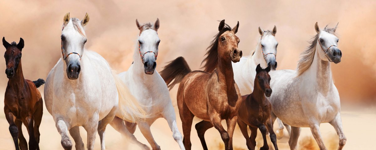 Шесть лошадей