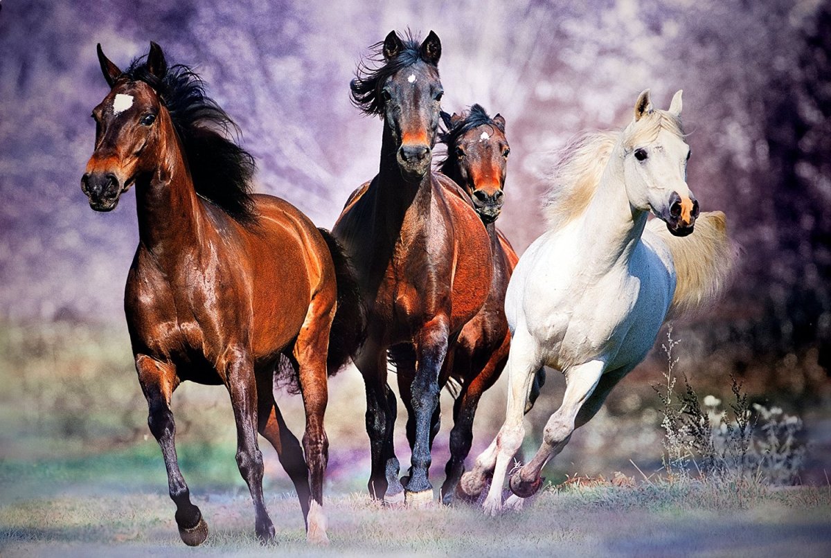 Табун диких лошадей