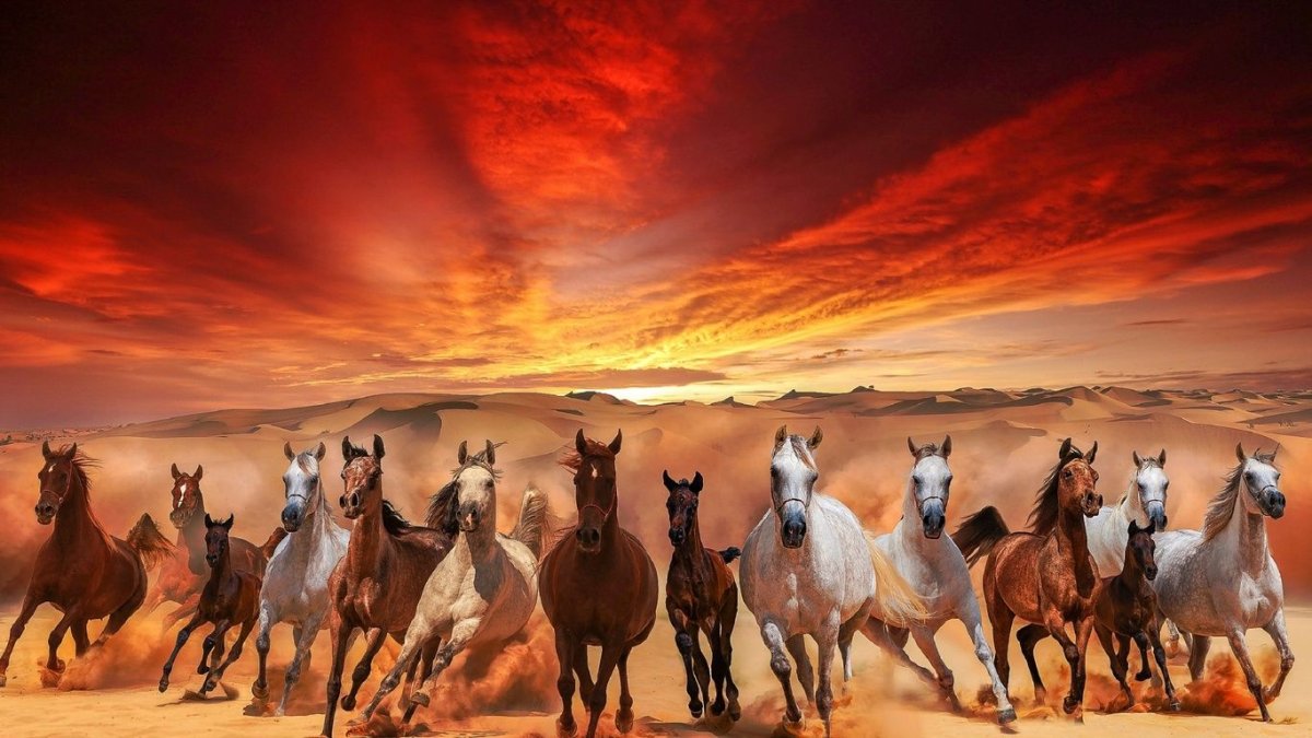 Дикие Мустанги Дикие лошади