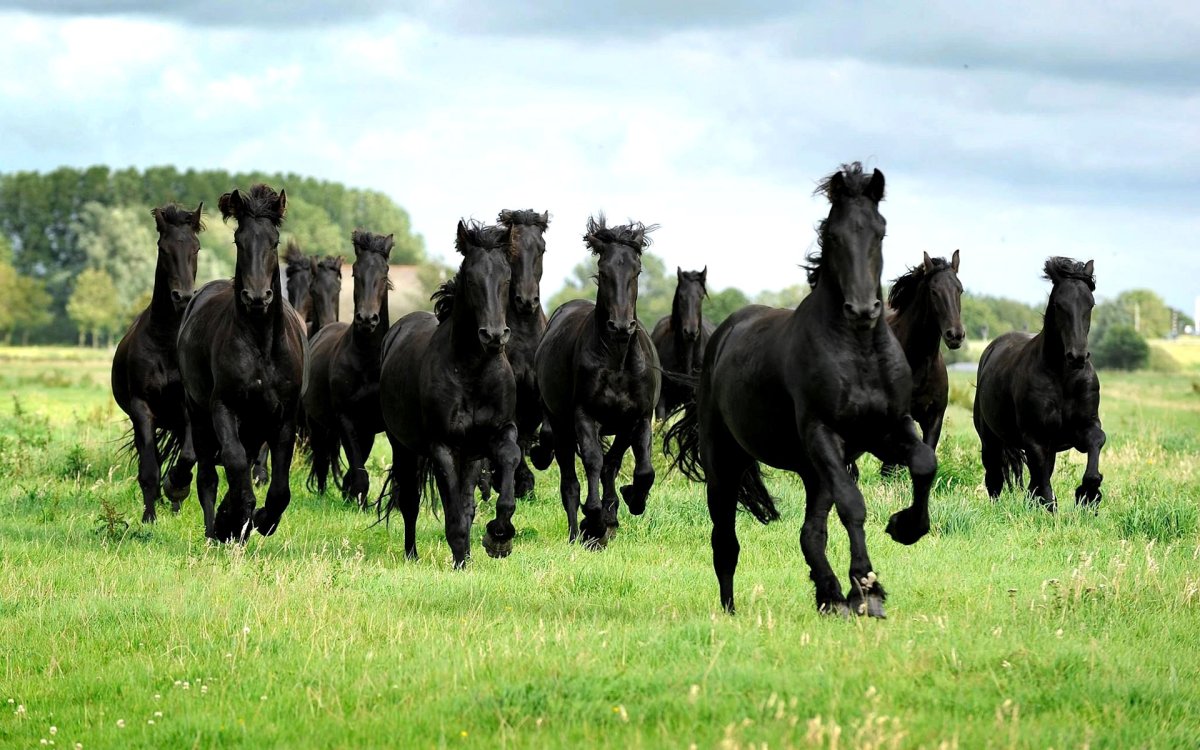 Табун лошадей