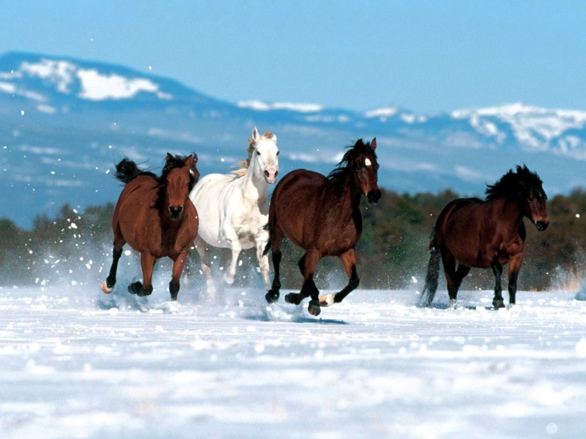 Табун диких лошадей