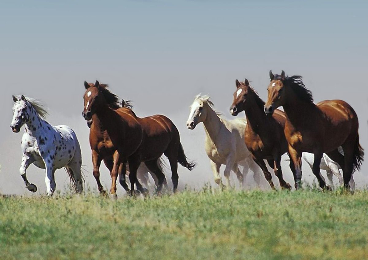 Табун лошадей