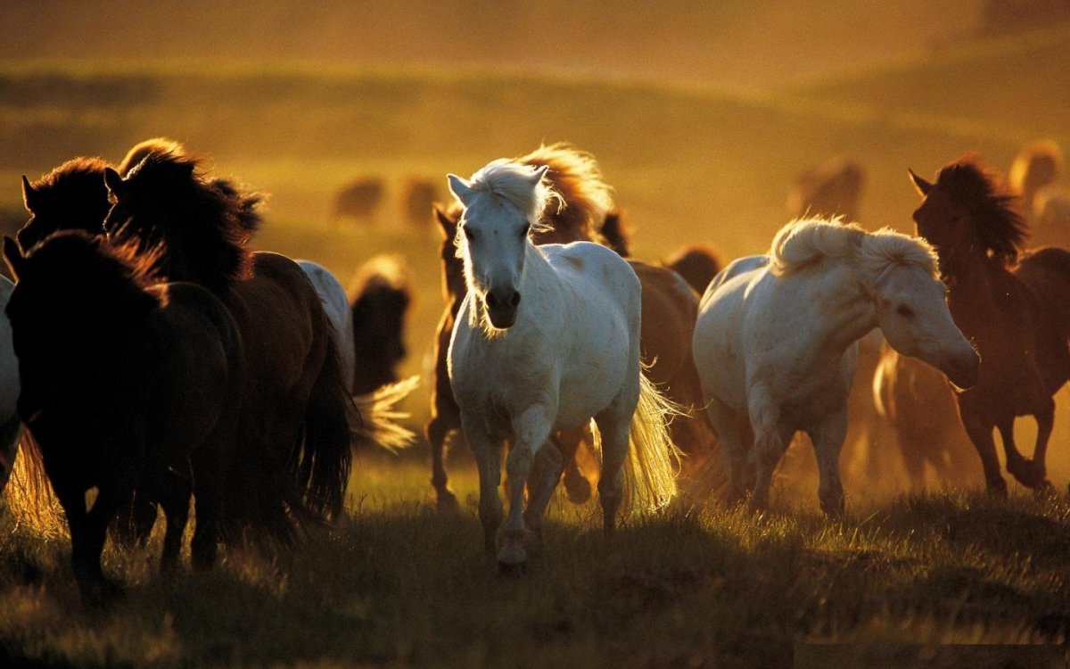 Лошадь бежит