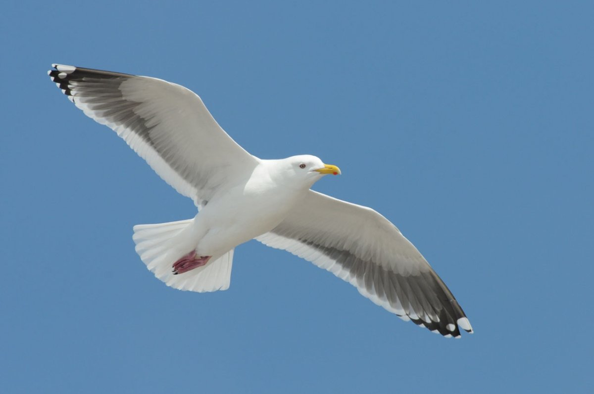 Чайки для оформления