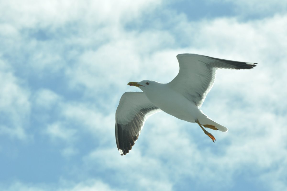 Белая Чайка