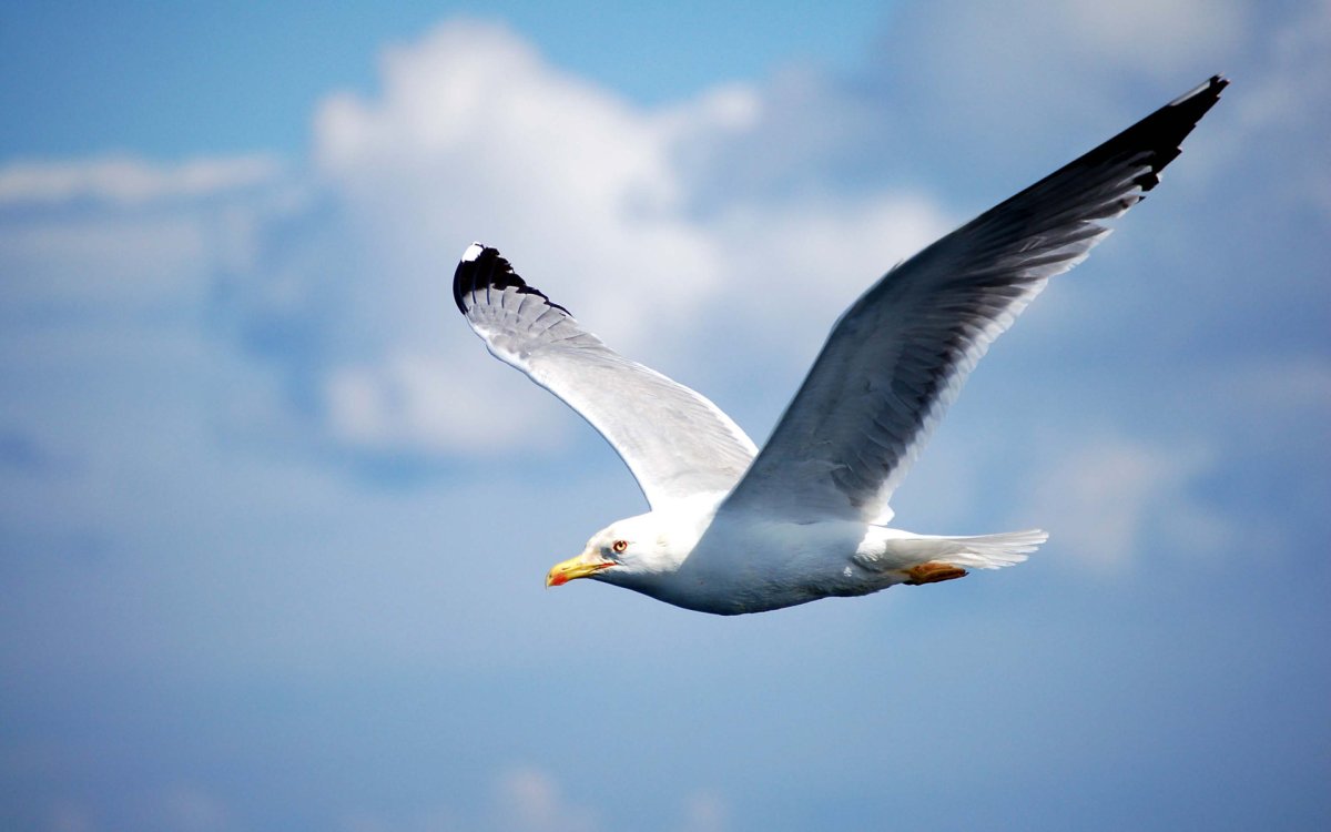 Птица летит сбоку