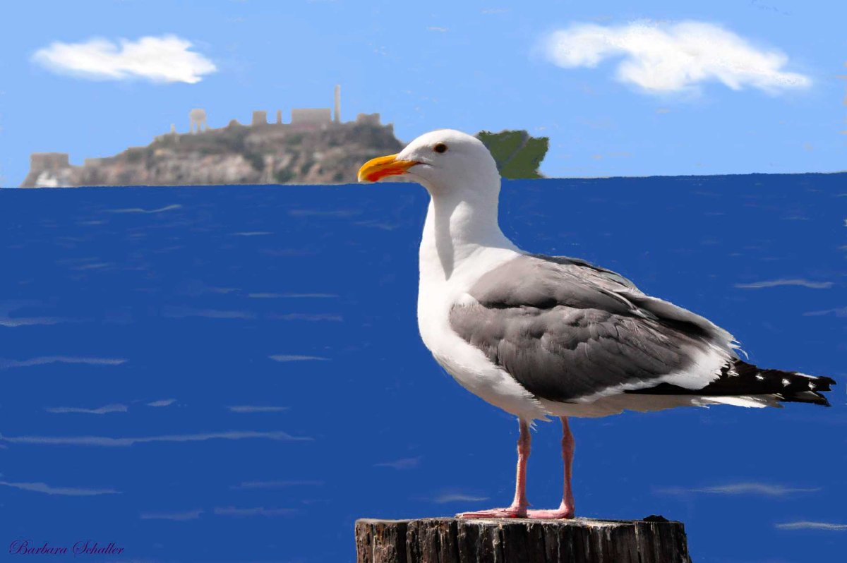 Чайка для детей