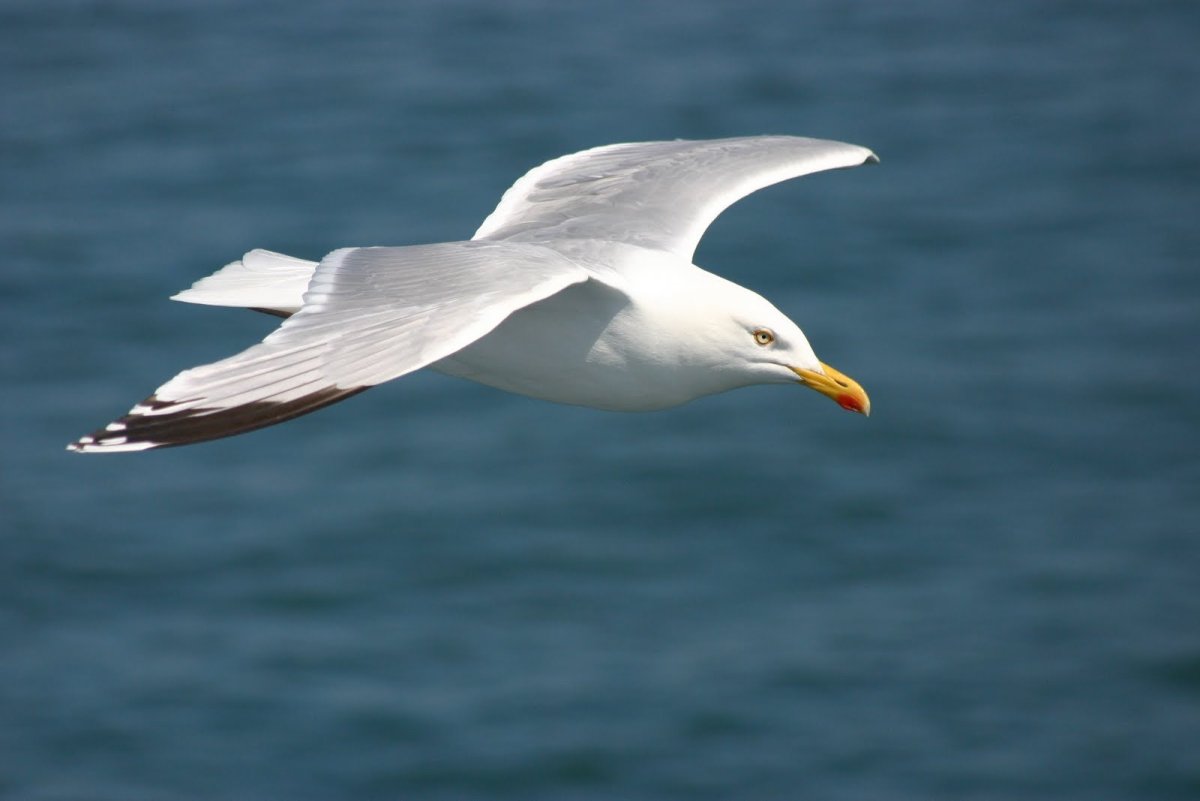 Озёрная Чайка кричит