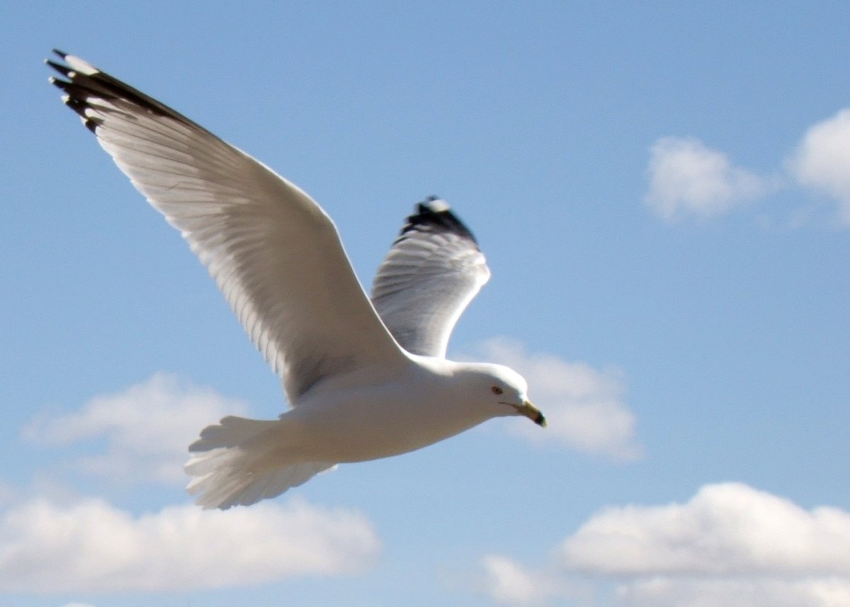 Чайка летает