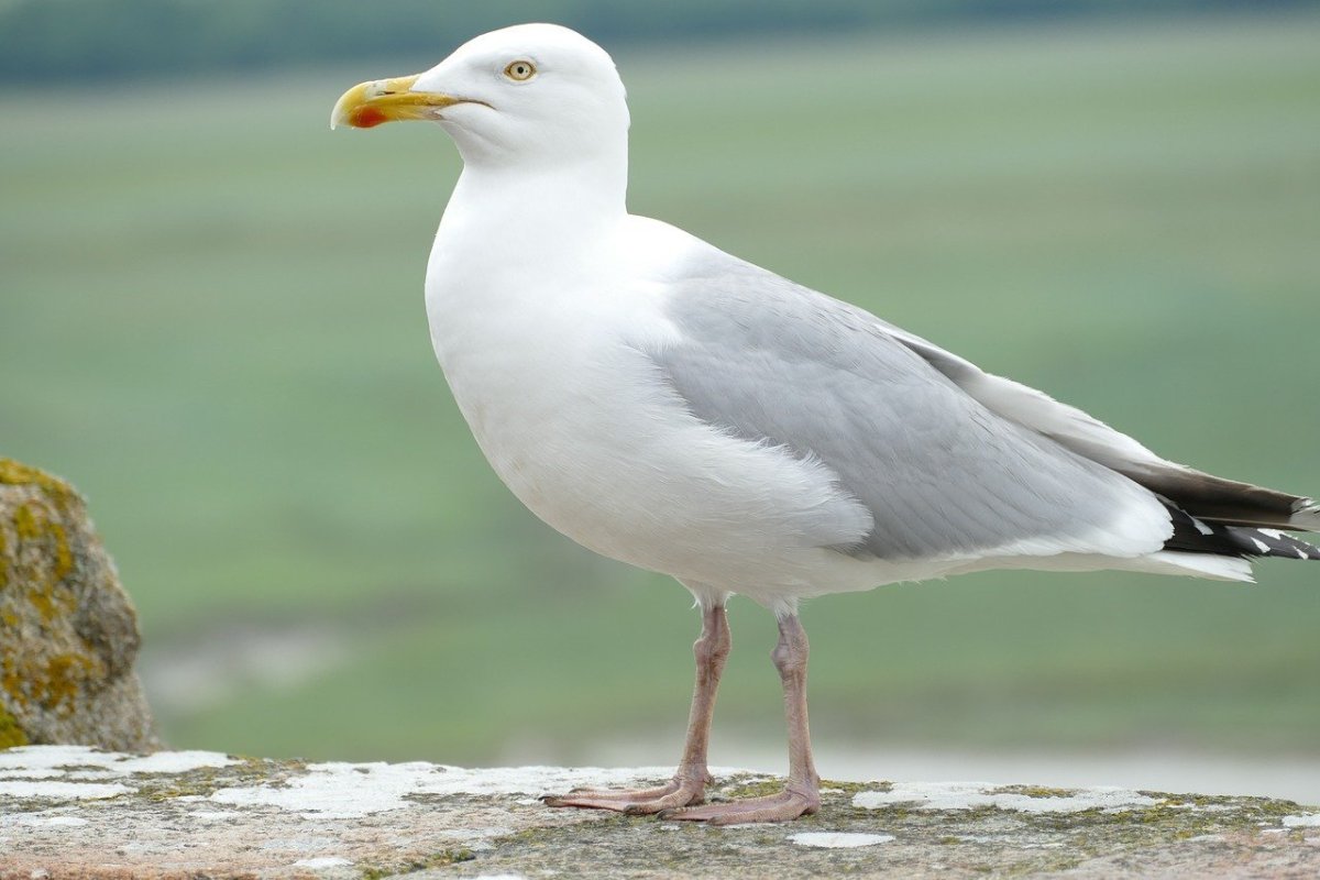 Дикие Чайки