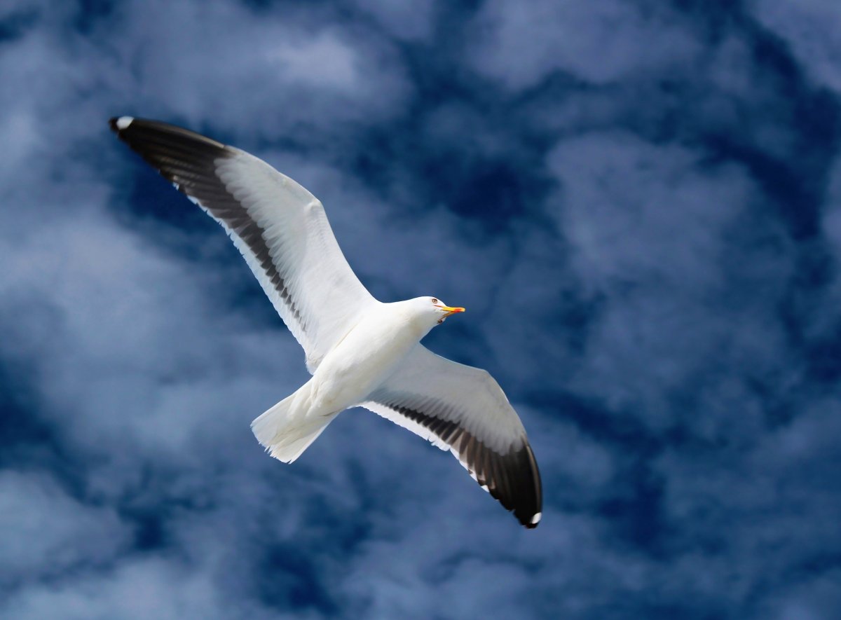 Чайка в небе