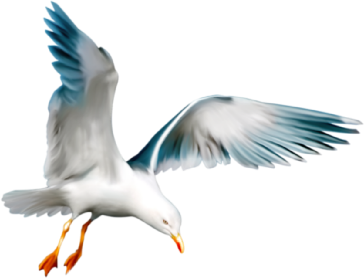 Чайки клипарт