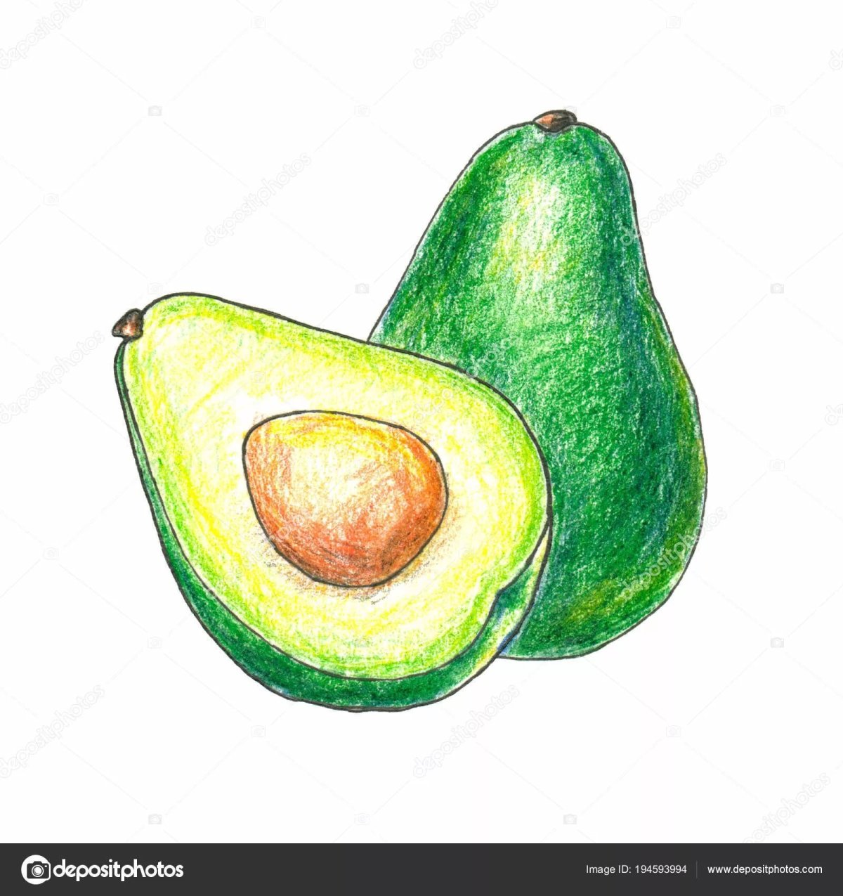 Авокадо рисунок для срисовки