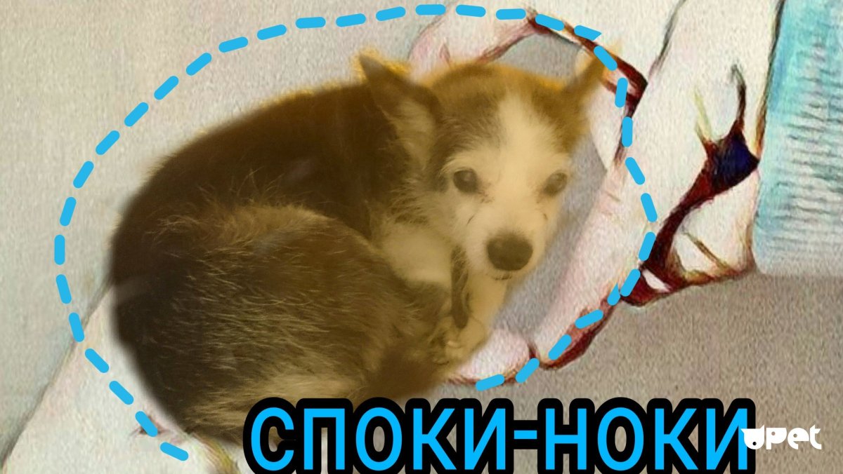 Спок НОК картинки