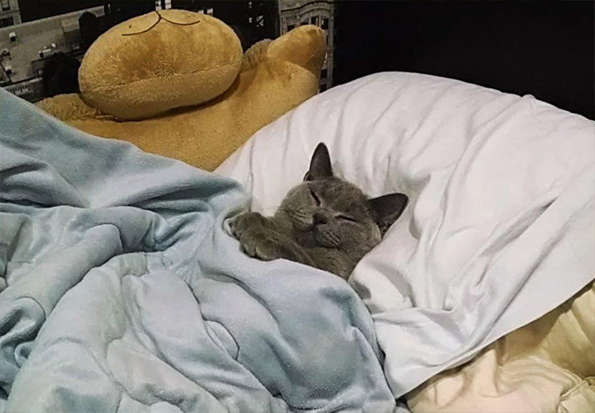 Кот под одеялом