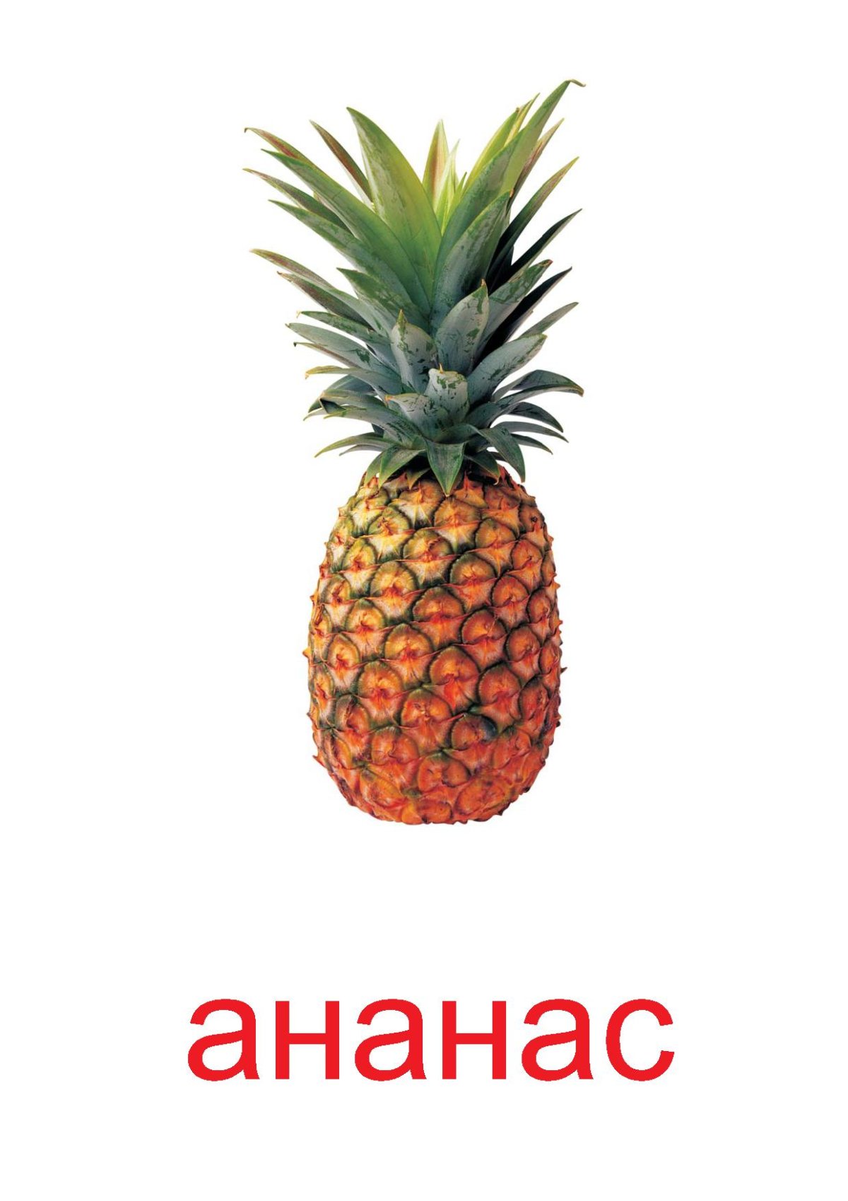Ананас вектор